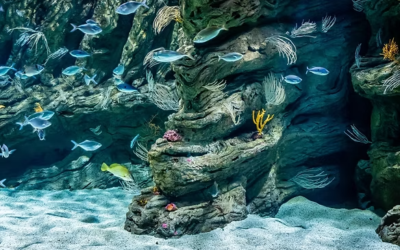 À la découverte du Biodiversarium de Banyuls-sur-Mer