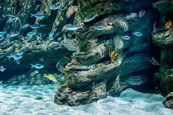 biodiversarium-banyuls-sur-mer